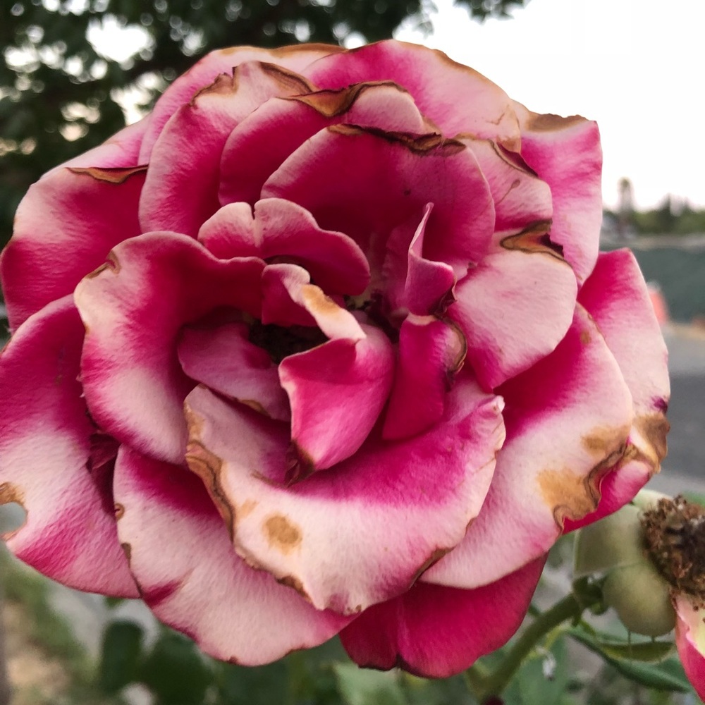 Meet your Posher, Andee